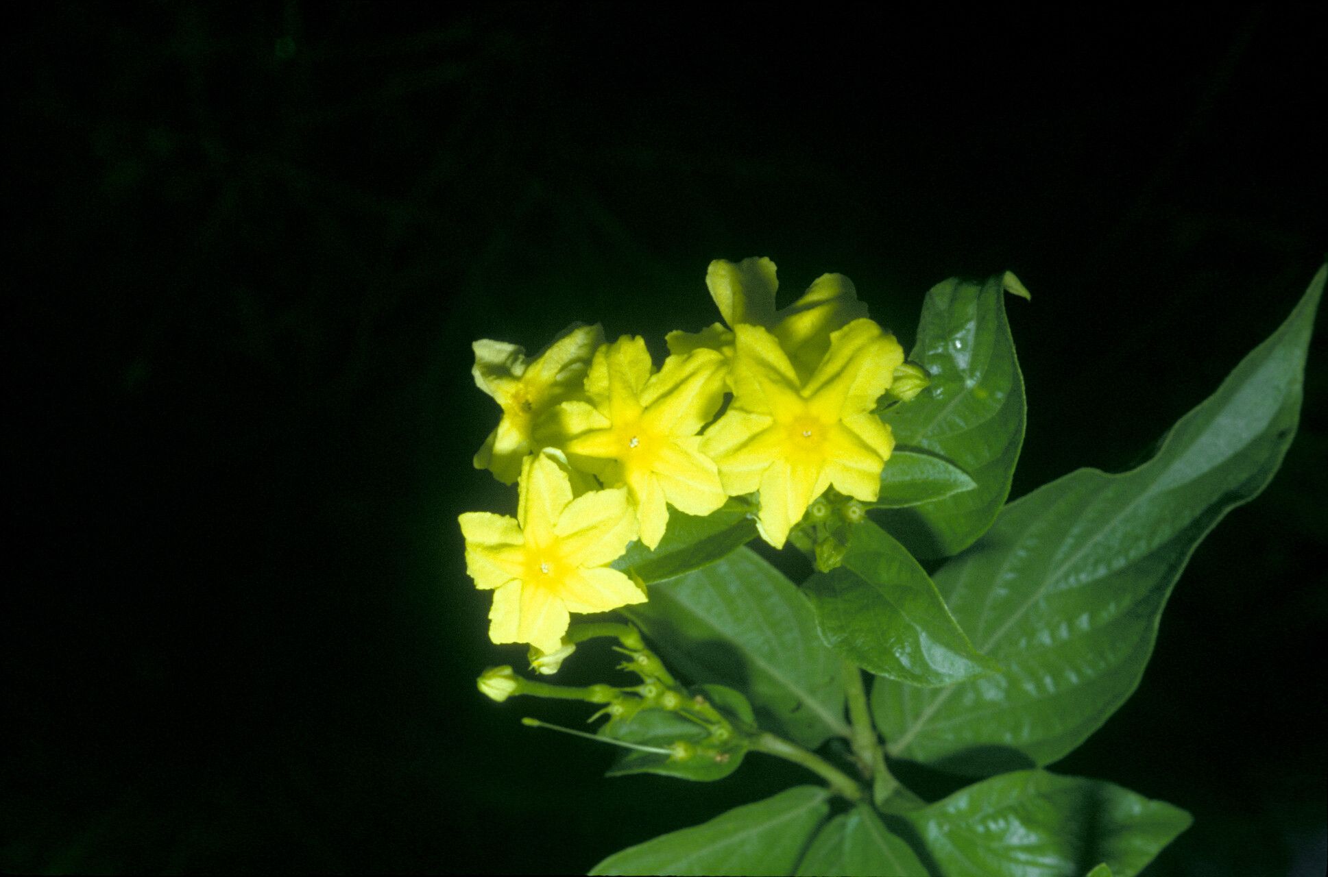 Mussaenda incana — search result for 'Mussaenda'