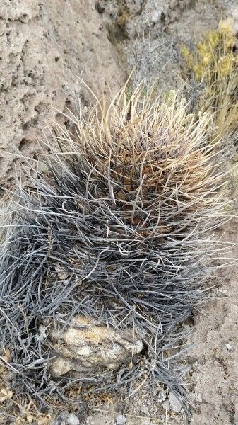 Echinopsis ferox habit