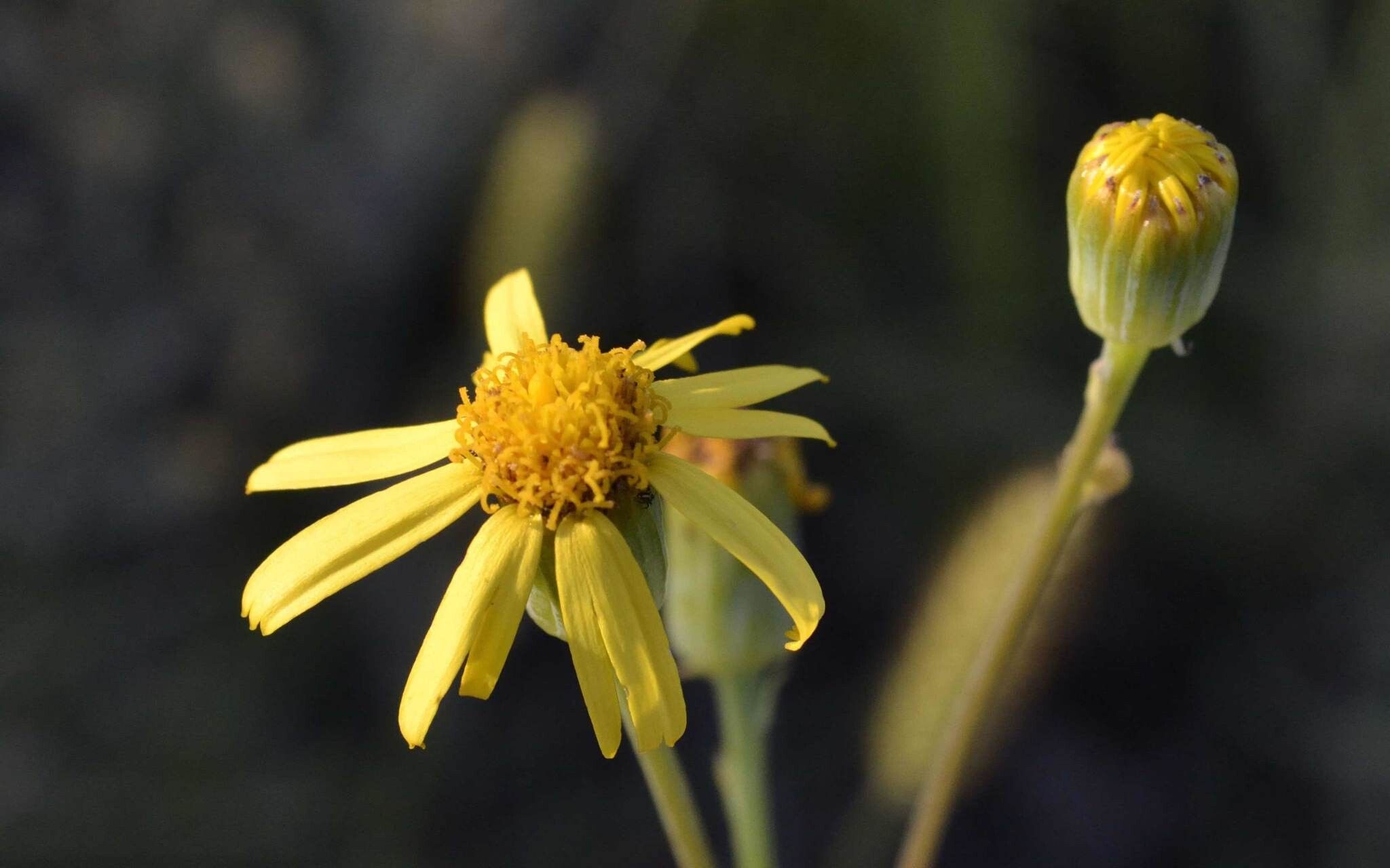 Senecio ruwenzoriensis flower