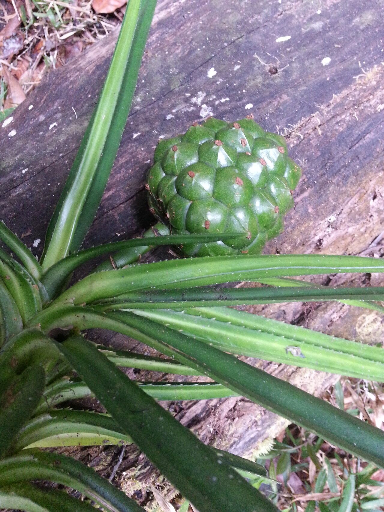 Pandanus tsaratananensis fruit