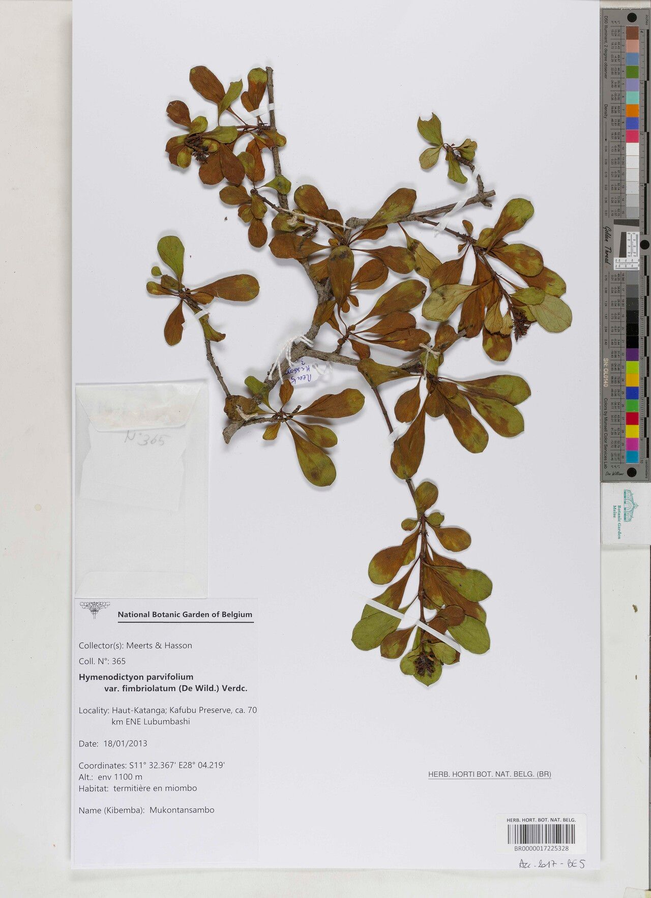 Hymenodictyon fimbriolatum — houseplant care guide