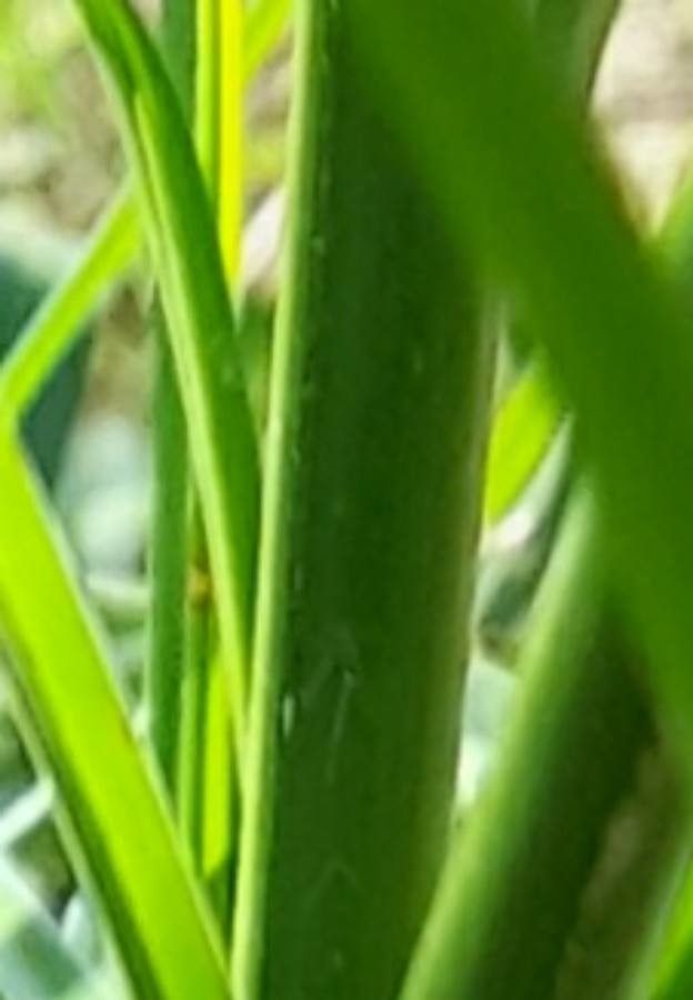 Cyperus entrerianus bark