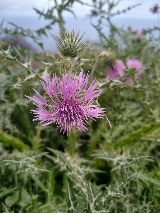 Galactites tomentosus flower