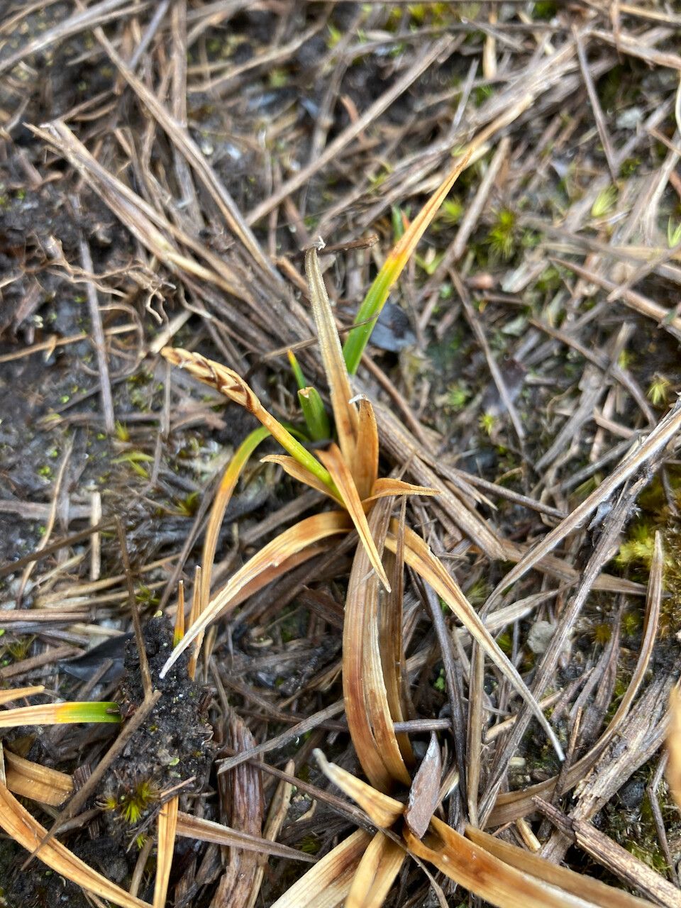 Carex tamana flower