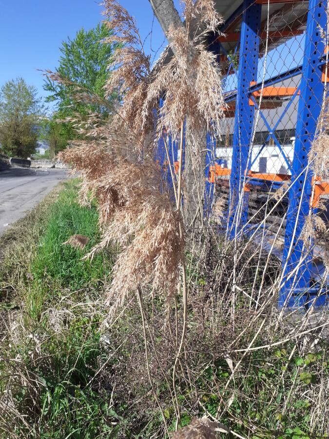 Phragmites mauritianus fruit