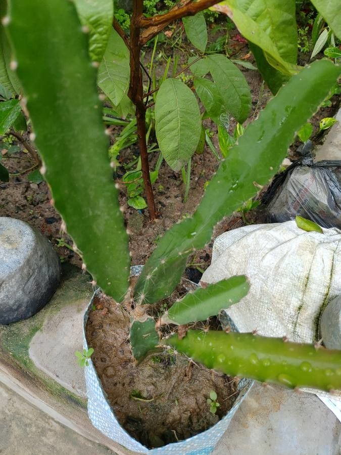 Hylocereus costaricensis bark