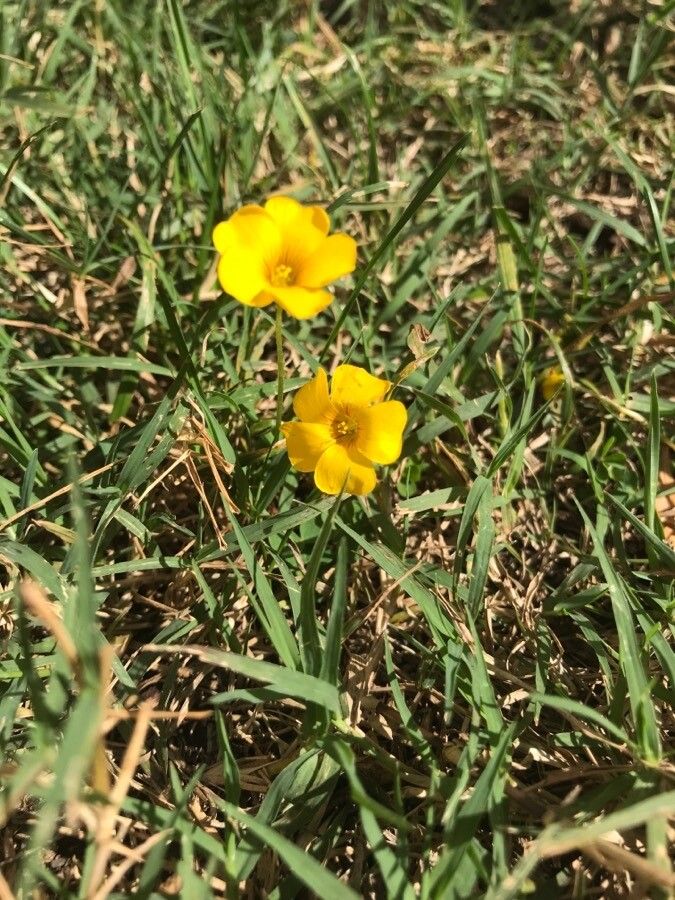Oxalis eriocarpa other