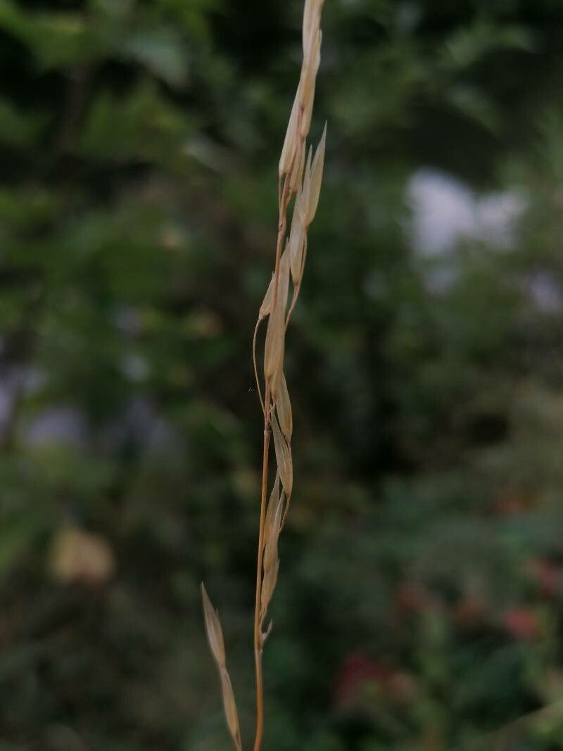 Achnatherum bromoides fruit