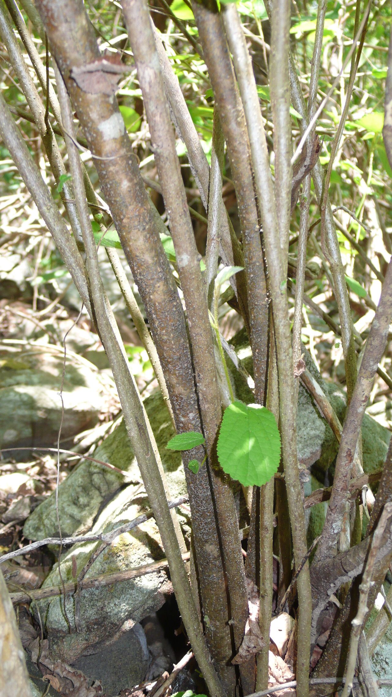 Helicteres heptandra bark