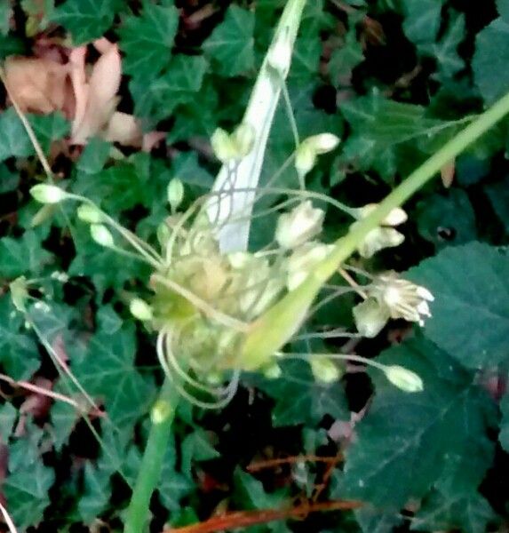 Allium oleraceum flower