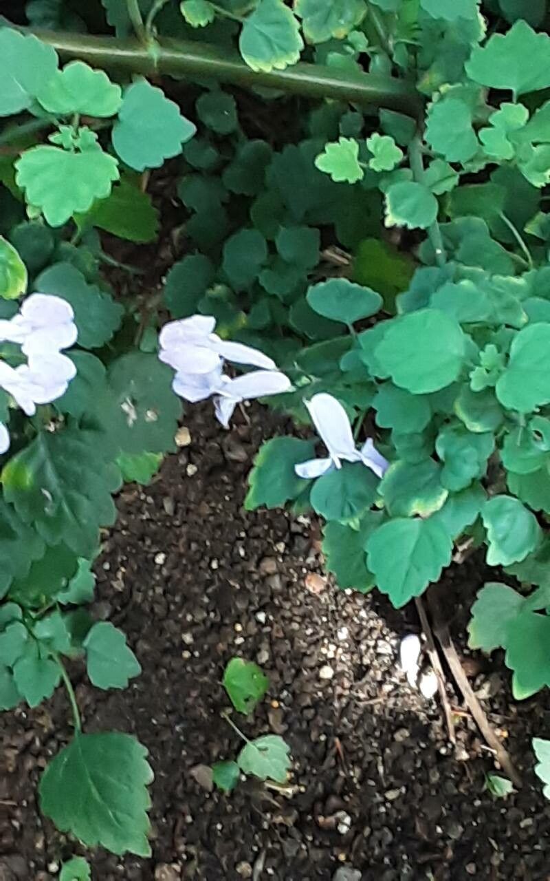 Plectranthus saccatus flower
