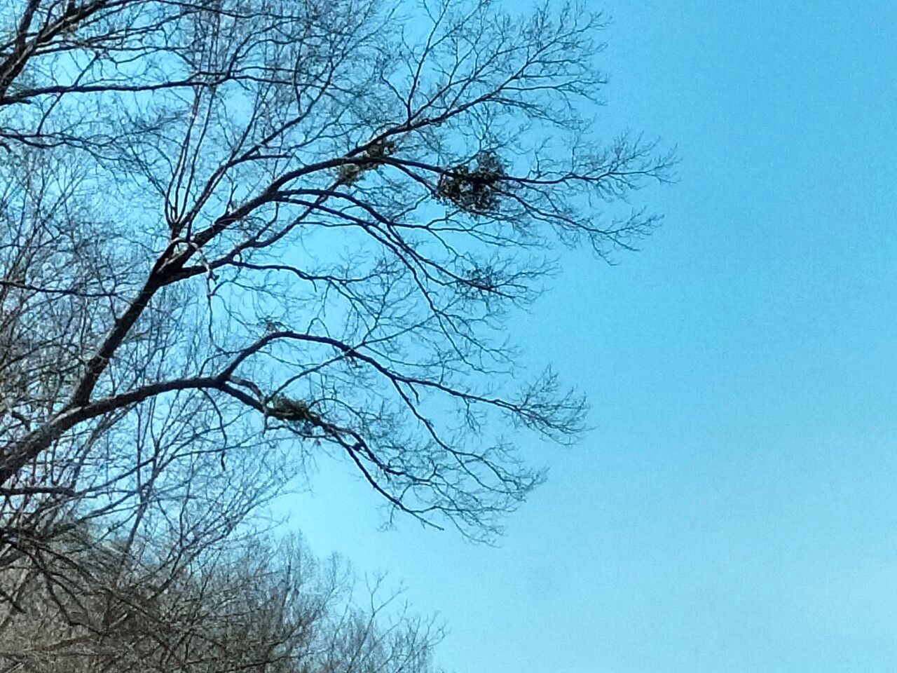 Phoradendron leucarpum — houseplant care guide