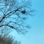 Phoradendron leucarpum