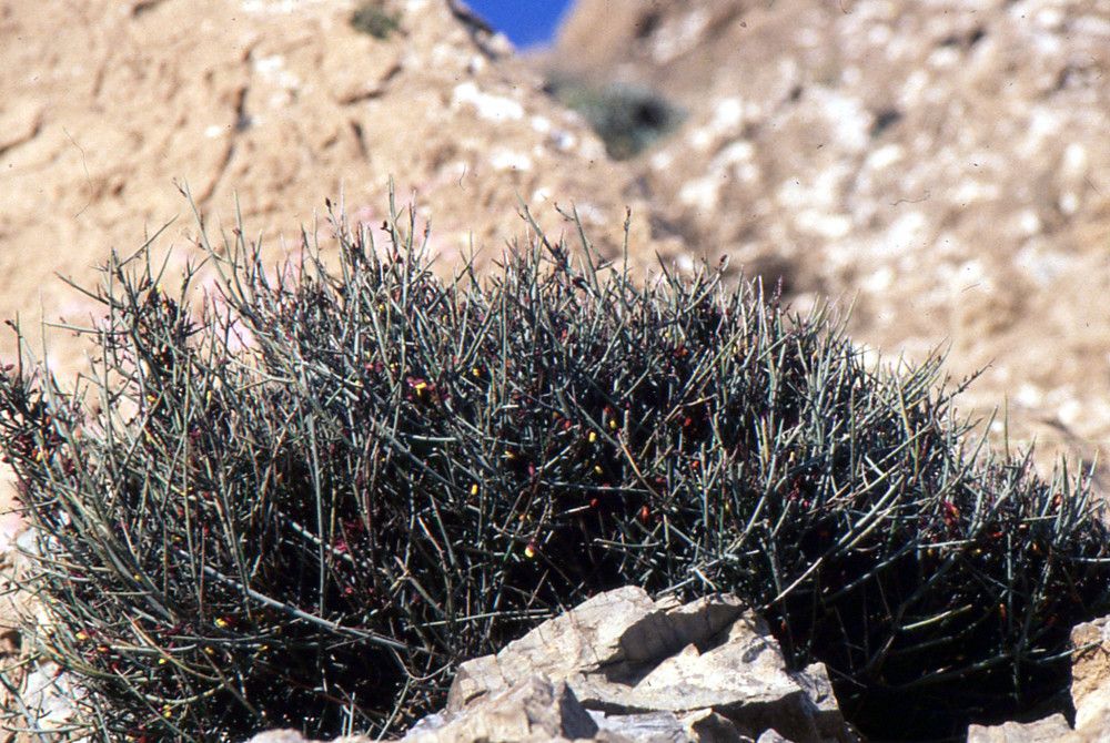 Polygaloides balansae habit