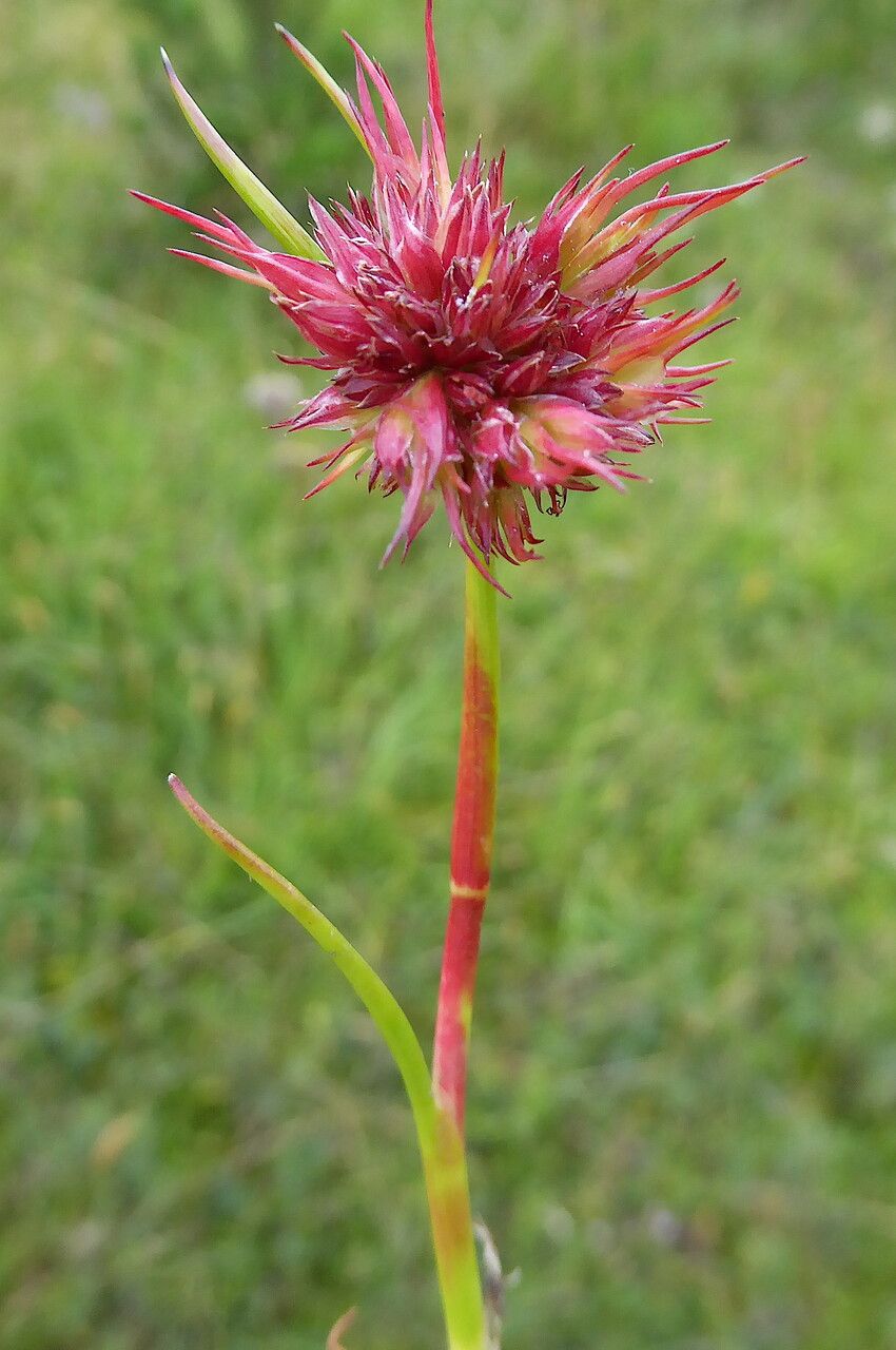Juncus capitatus bark