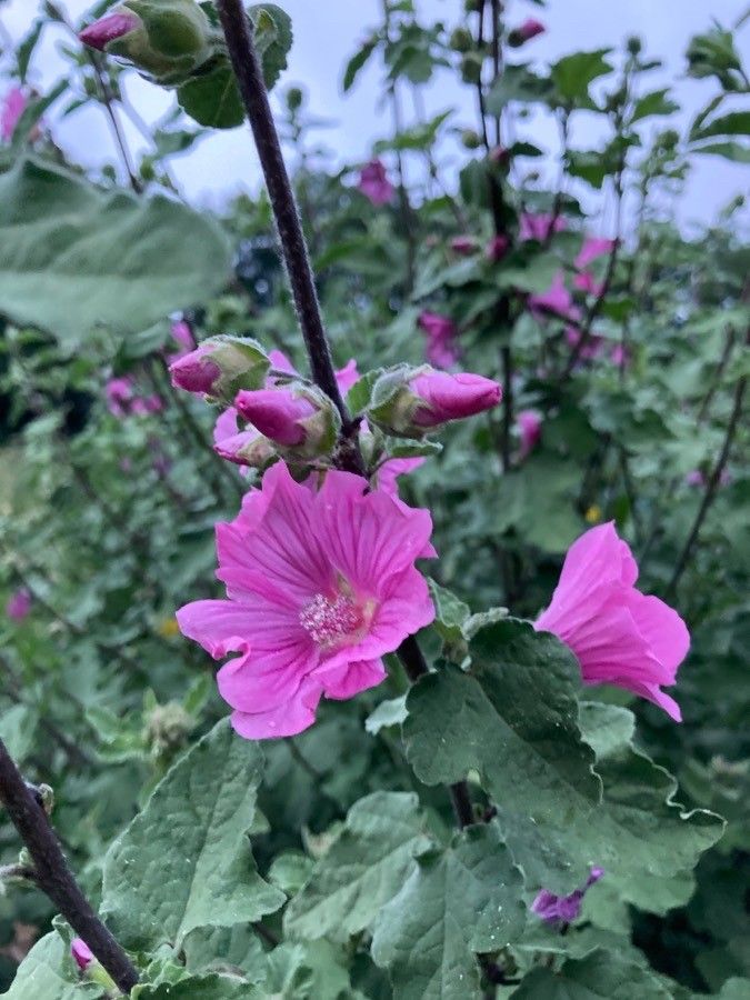 Malva thuringiaca flower
