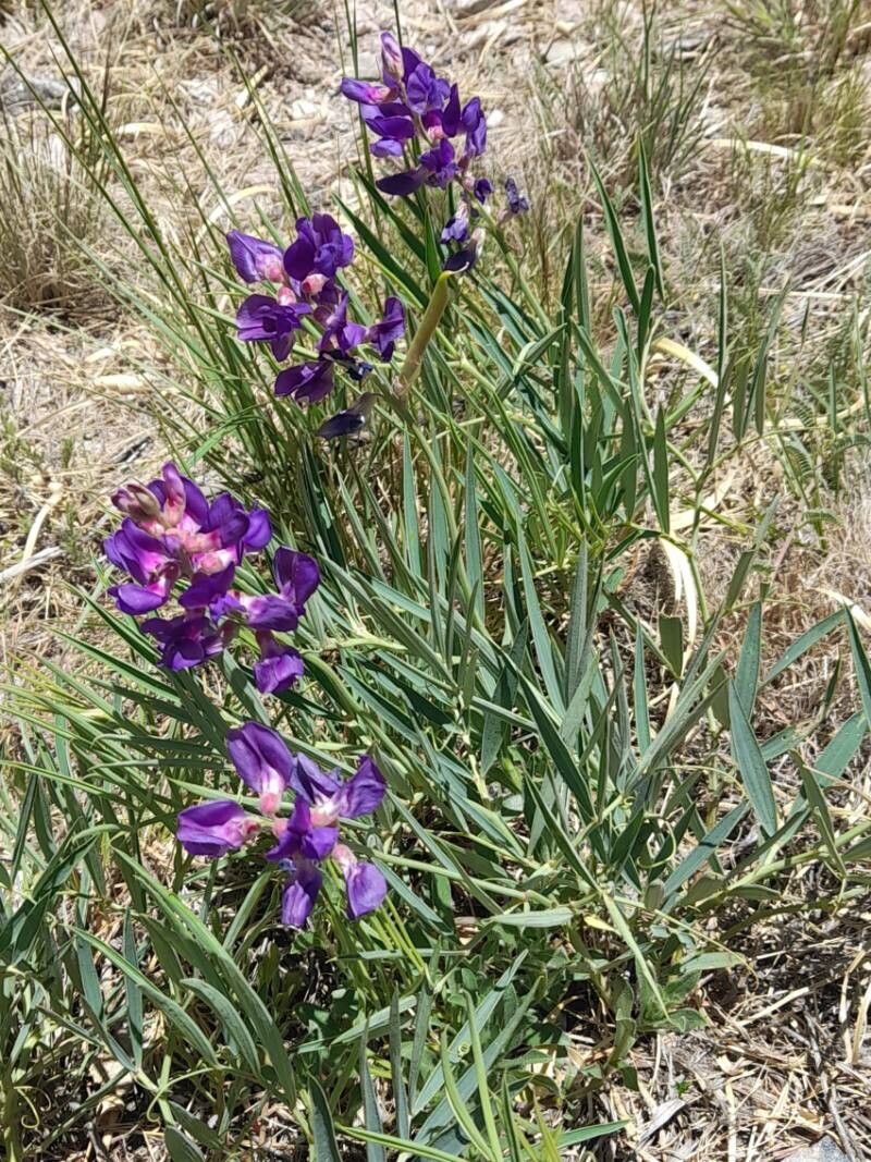 Lathyrus macropus habit