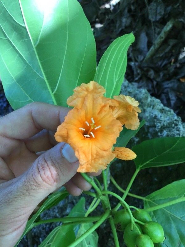Cordia subcordata flower