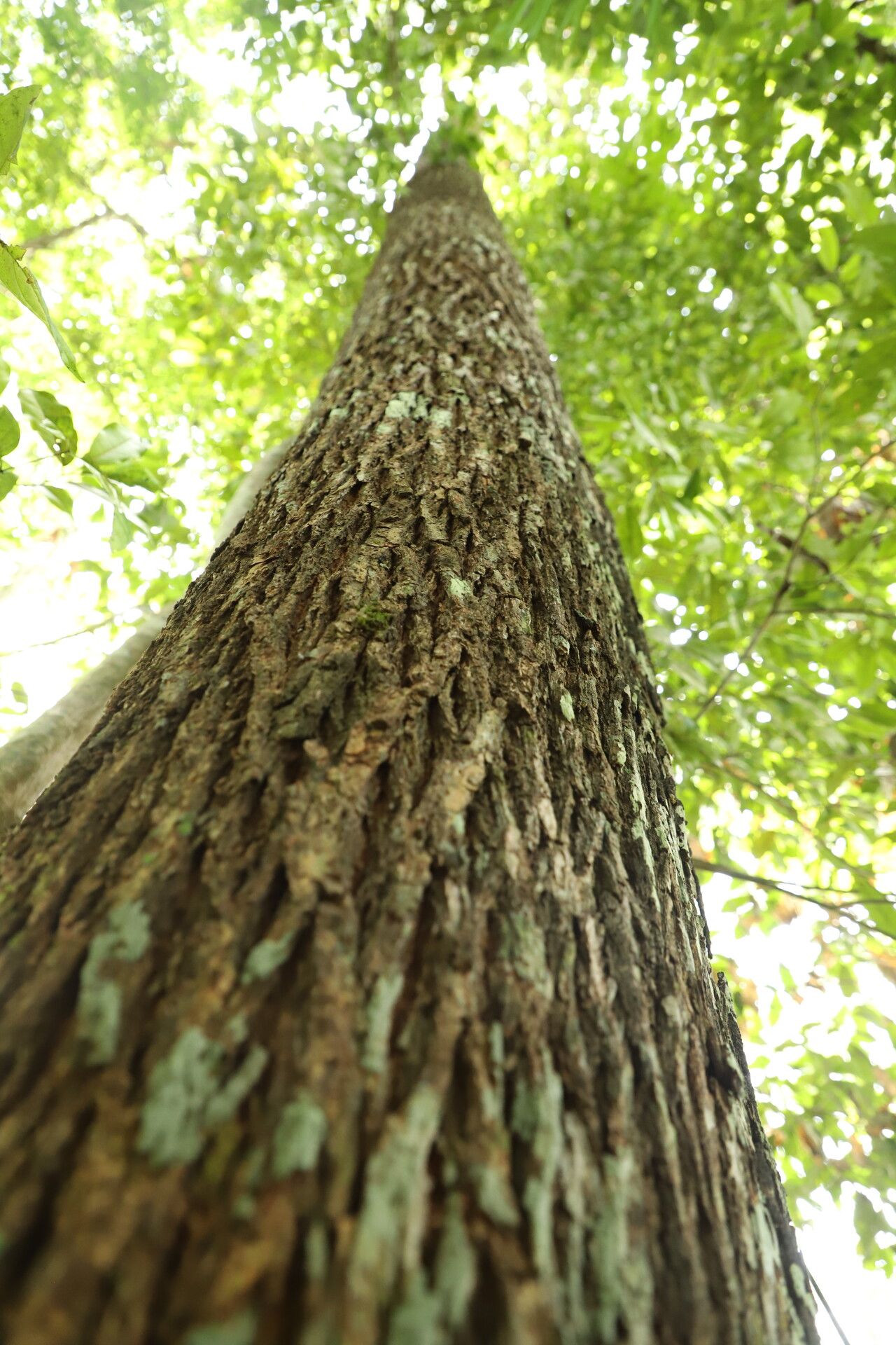 Erythroxylum mannii bark