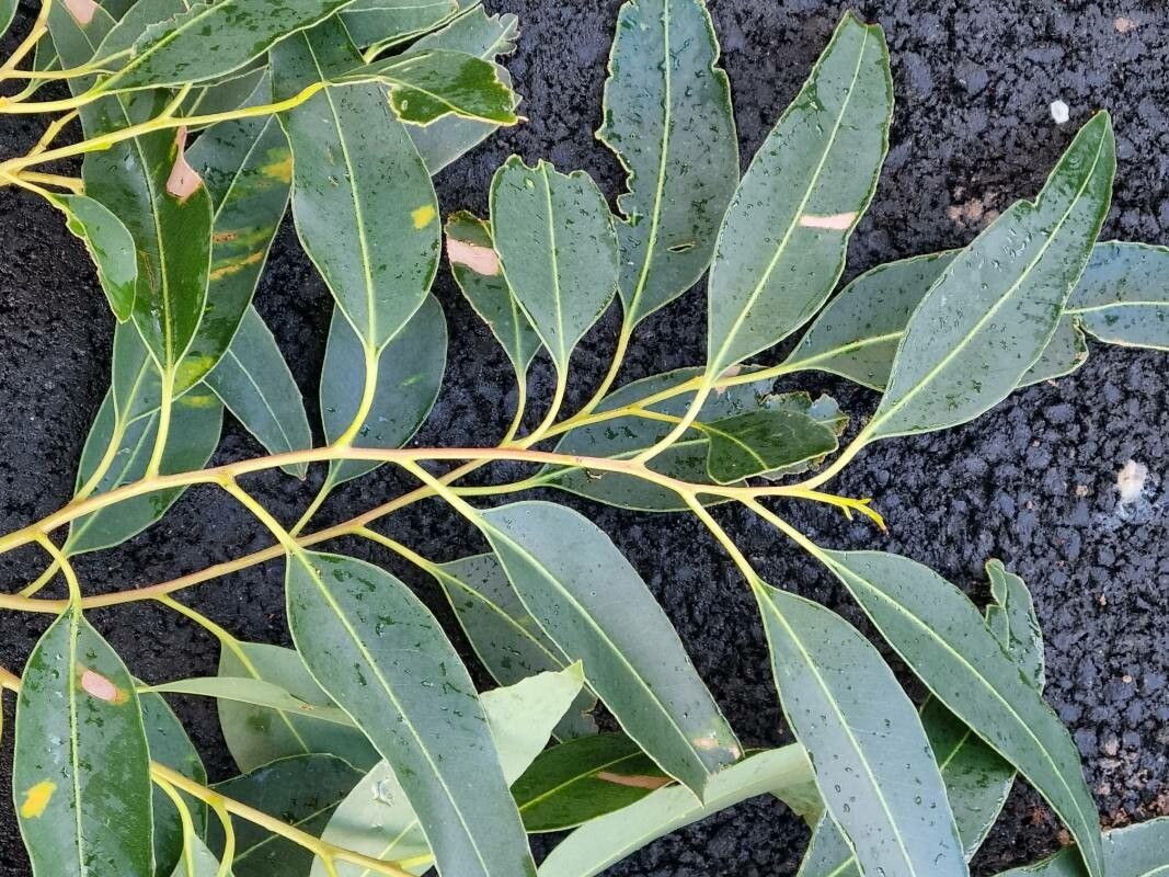 Eucalyptus botryoides — search result for 'Eucalyptus'