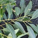 Eucalyptus botryoides