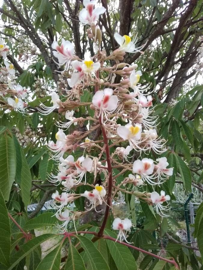 Aesculus indica flower