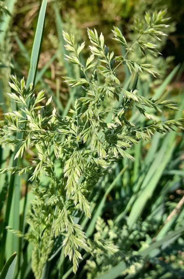 Poa iridifolia fruit