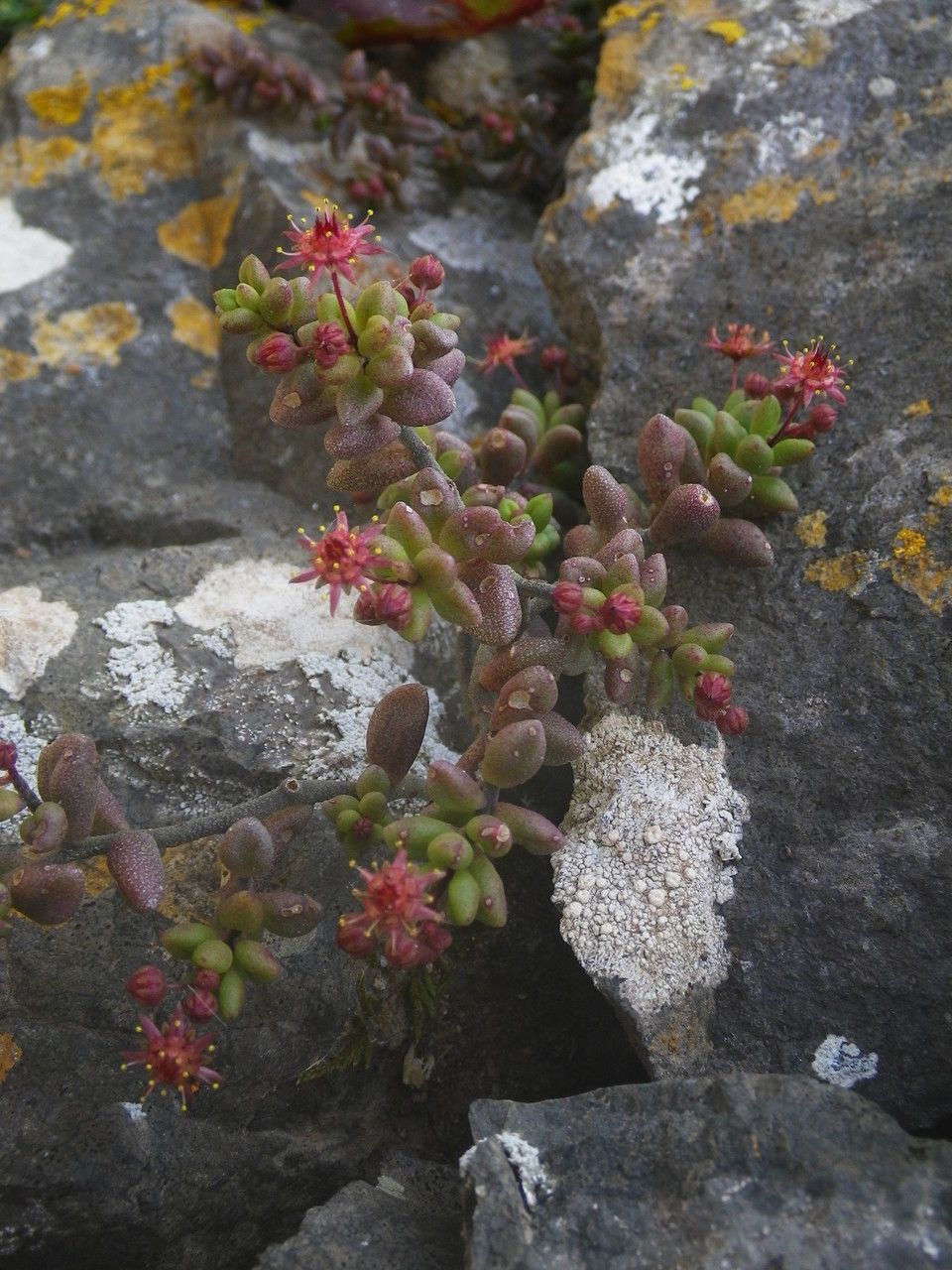 Monanthes laxiflora habit