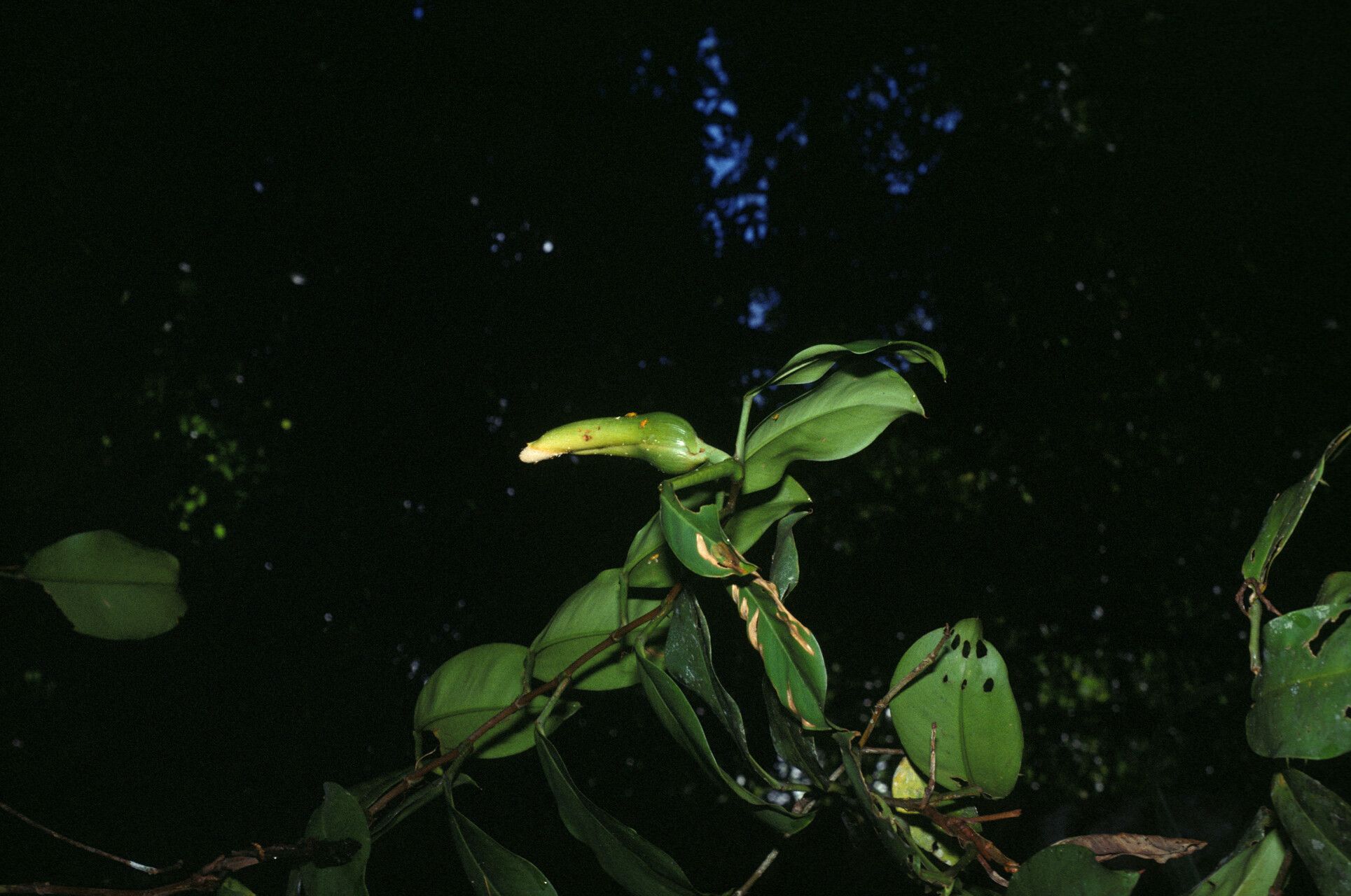 Philodendron rudgeanum — houseplant care guide