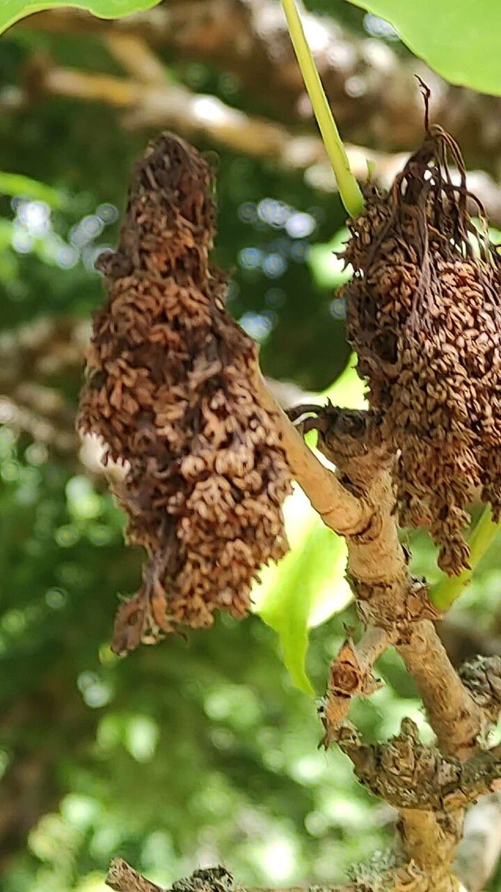 Fraxinus chinensis flower