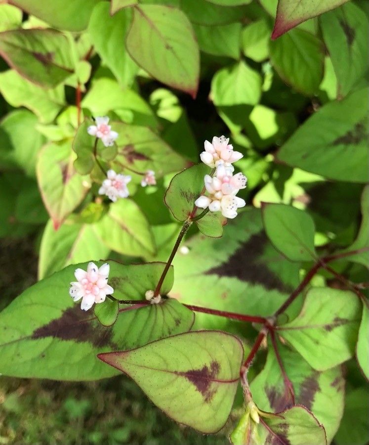 Persicaria chinensis flower