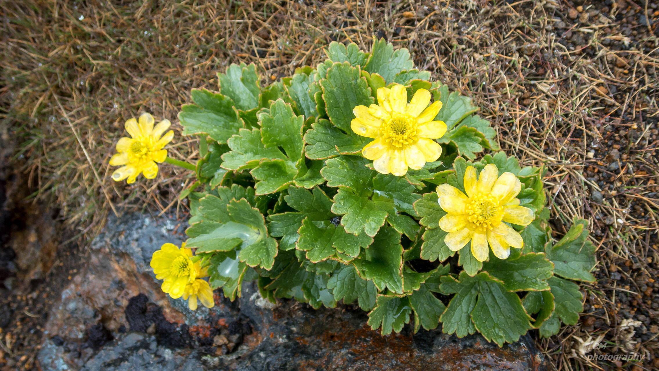 Ranunculus insignis habit