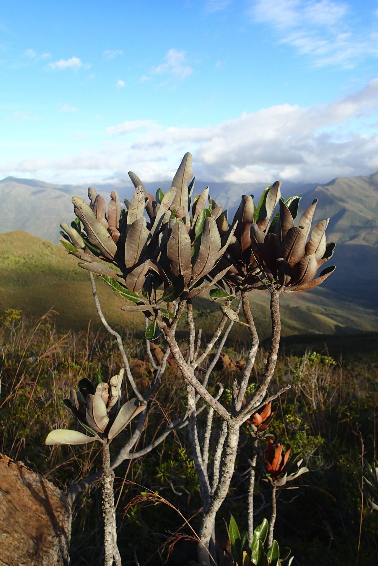 Pycnandra heteromera habit
