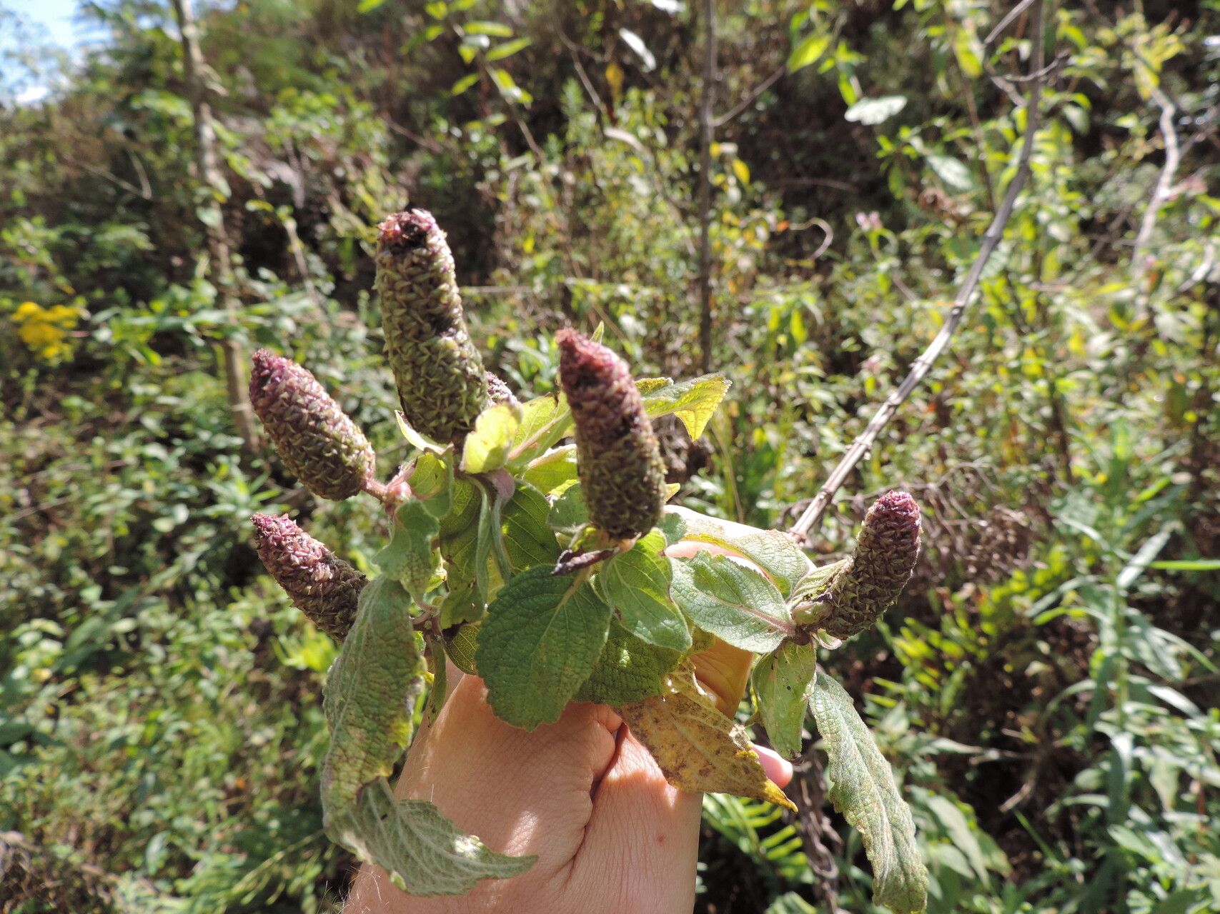 Coleus erici-rosenii — houseplant care guide