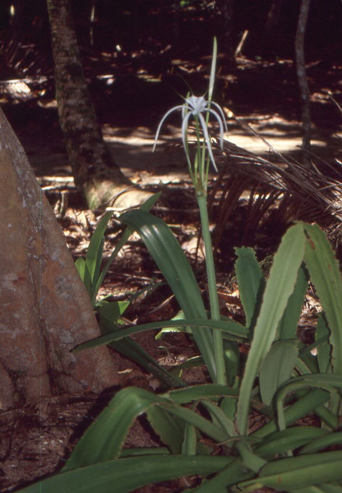 Hymenocallis speciosa habit