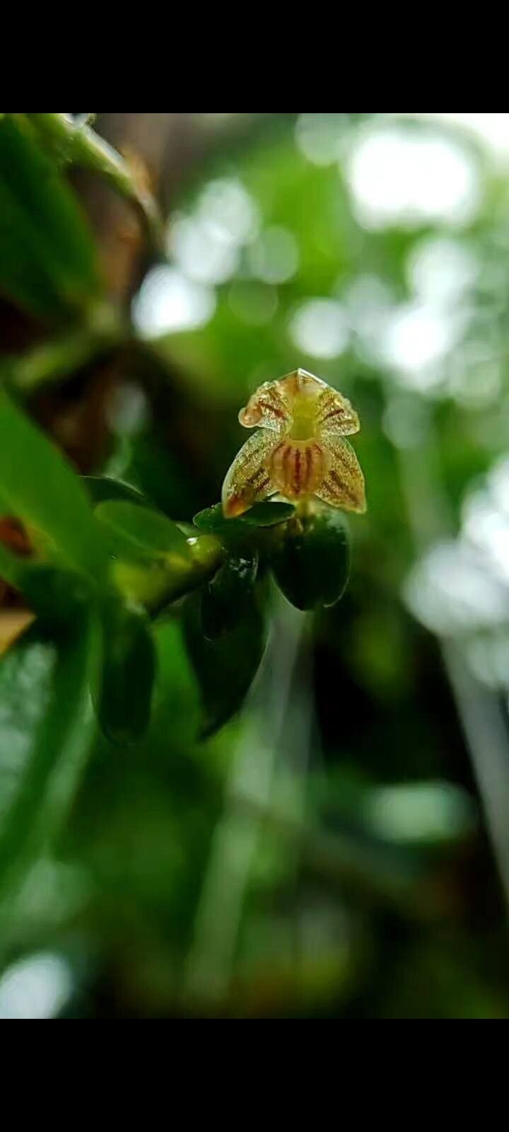 Maxillaria lankesteri — houseplant care guide