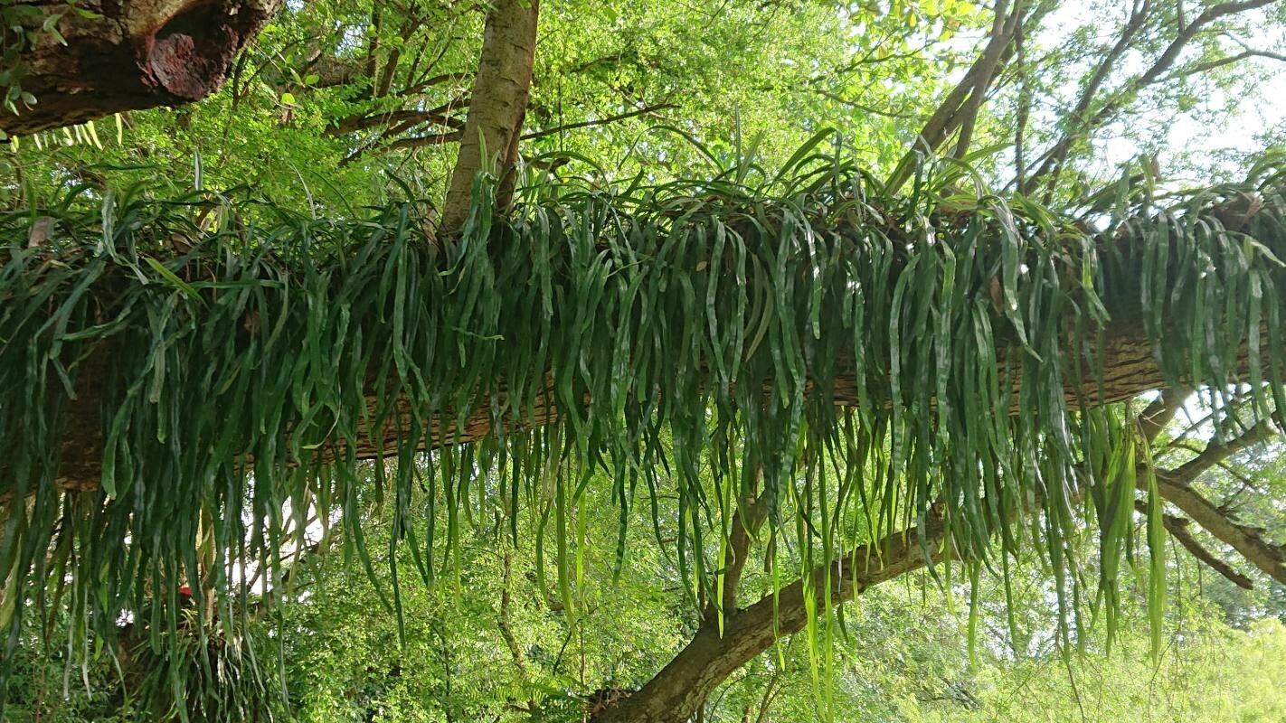 Ophioglossum pendulum habit