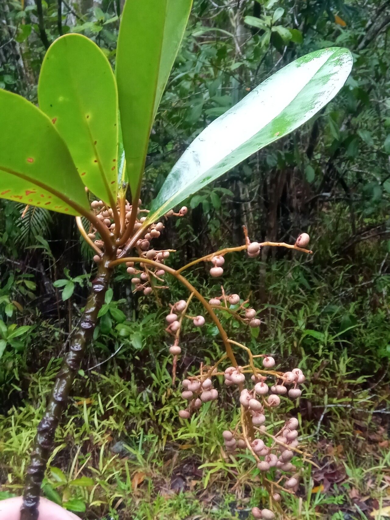 Monoporus bipinnatus fruit