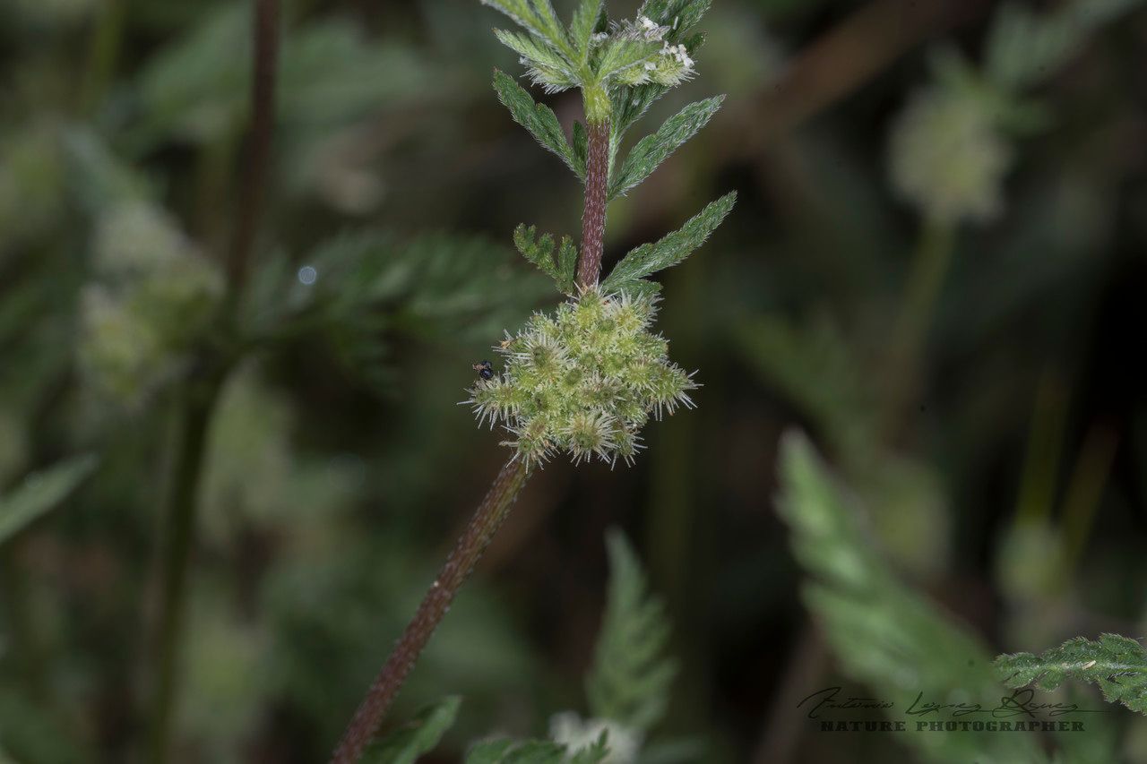 Torilis nodosa fruit