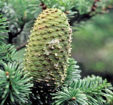 Abies yuanbaoshanensis leaf