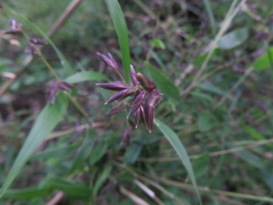 Chusquea quila flower