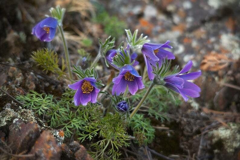 Pulsatilla turczaninovii — search result for 'Pulsatilla'