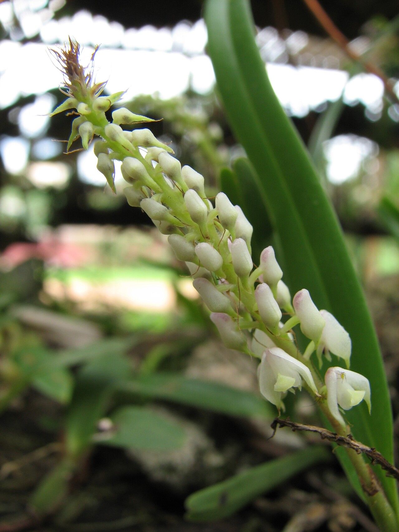 Polystachya elegans — houseplant care guide