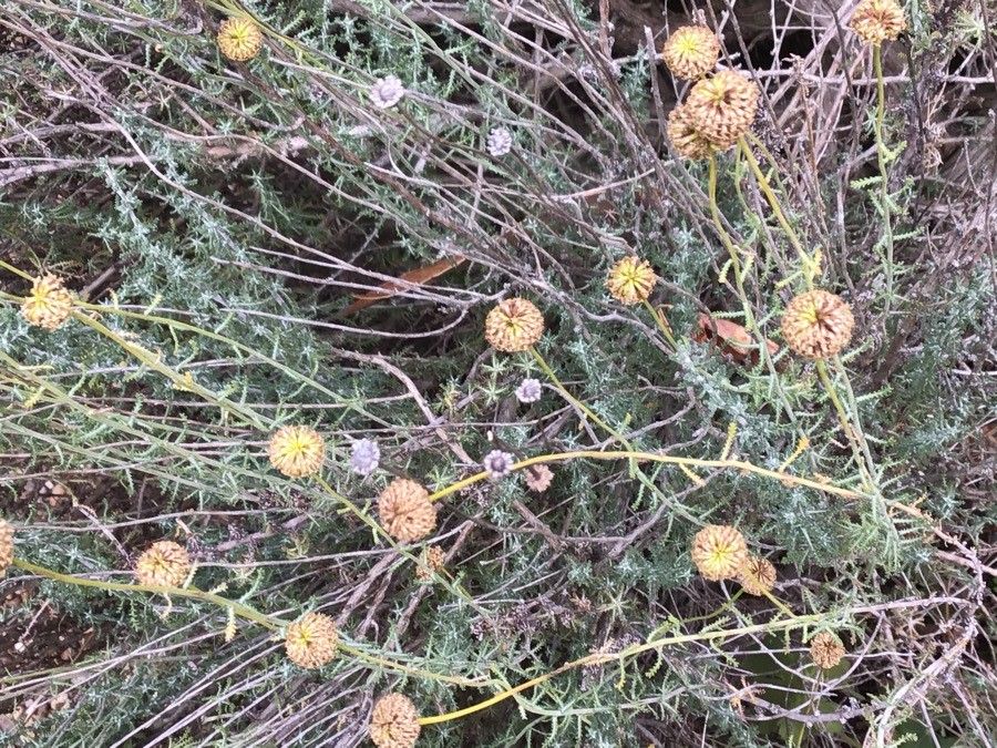 Oedera squarrosa — houseplant care guide