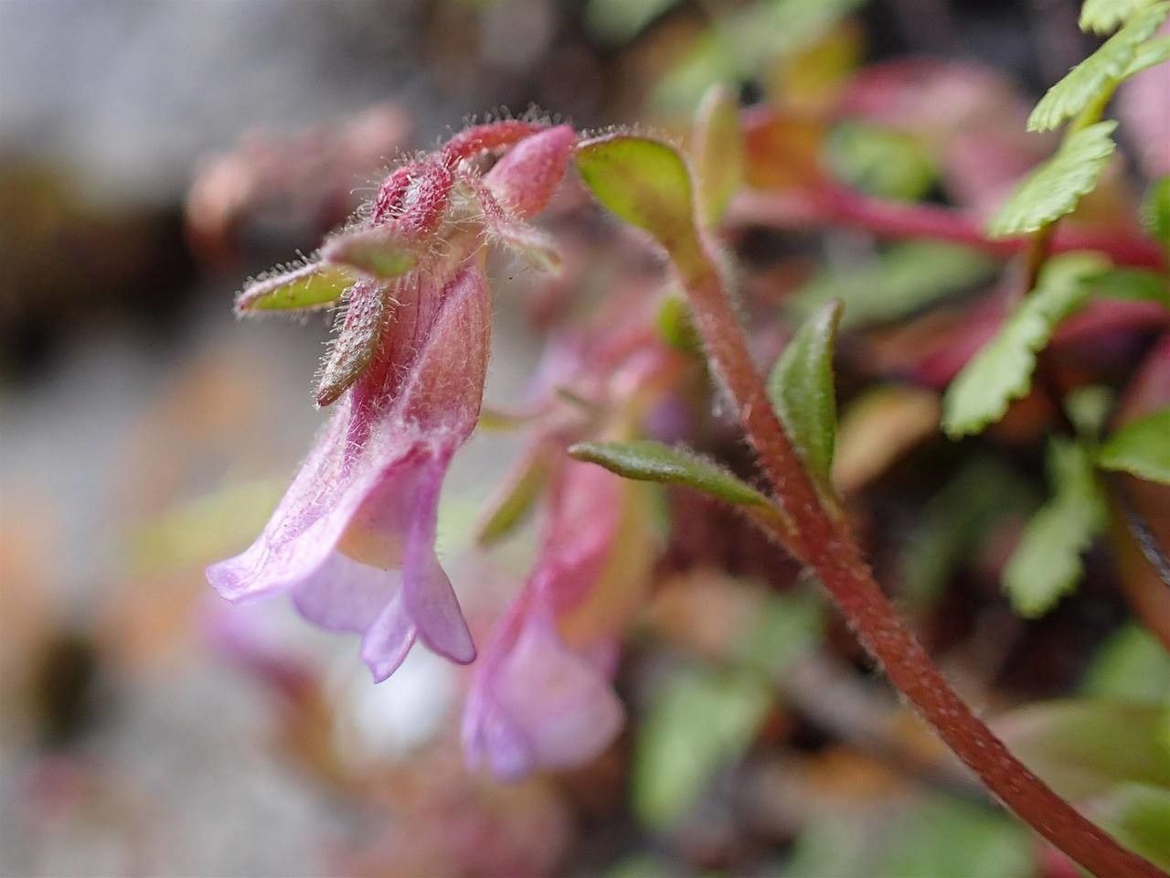 Chaenorrhinum origanifolium fruit