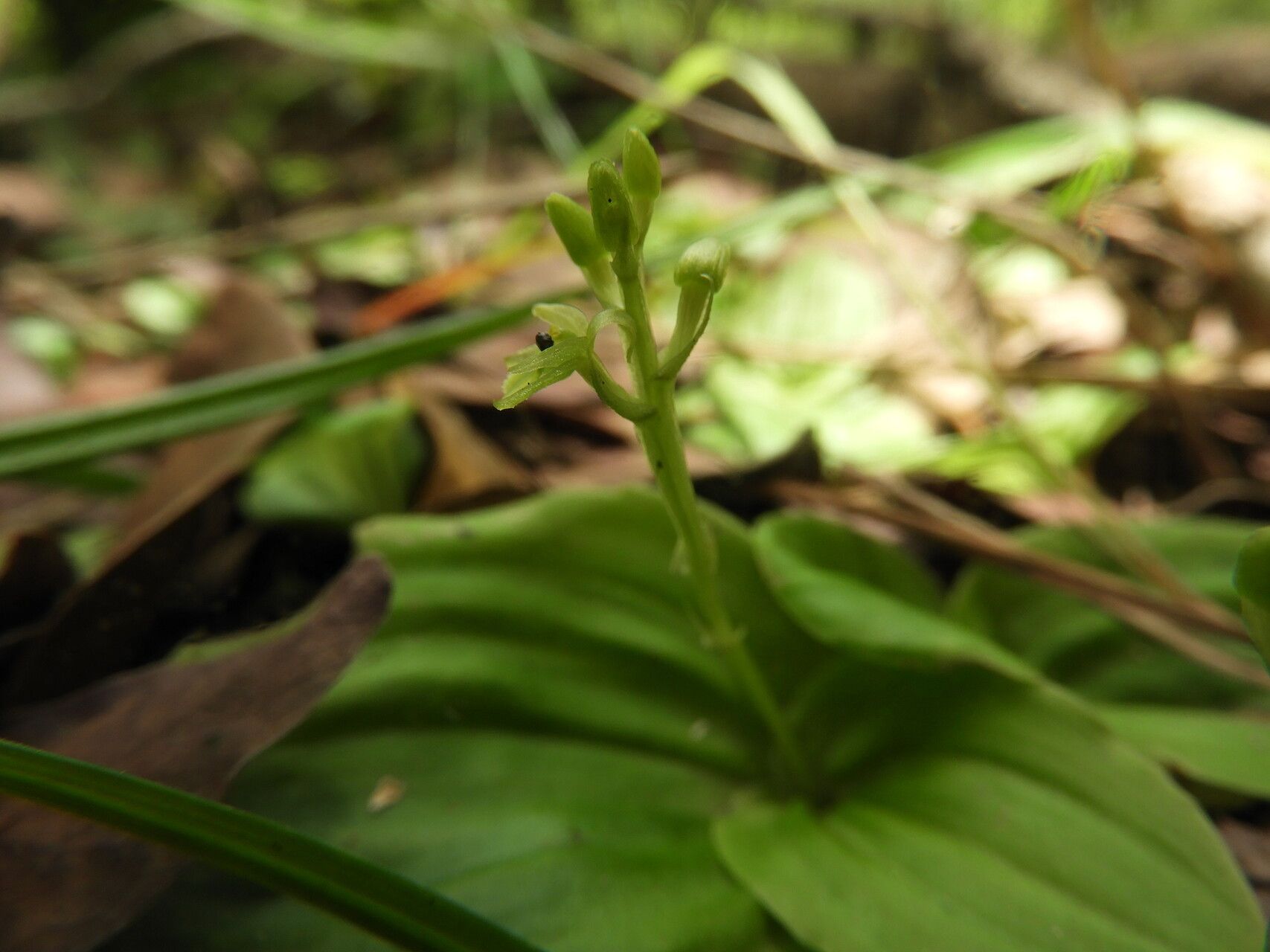 Malaxis schliebenii — search result for 'Malaxis'