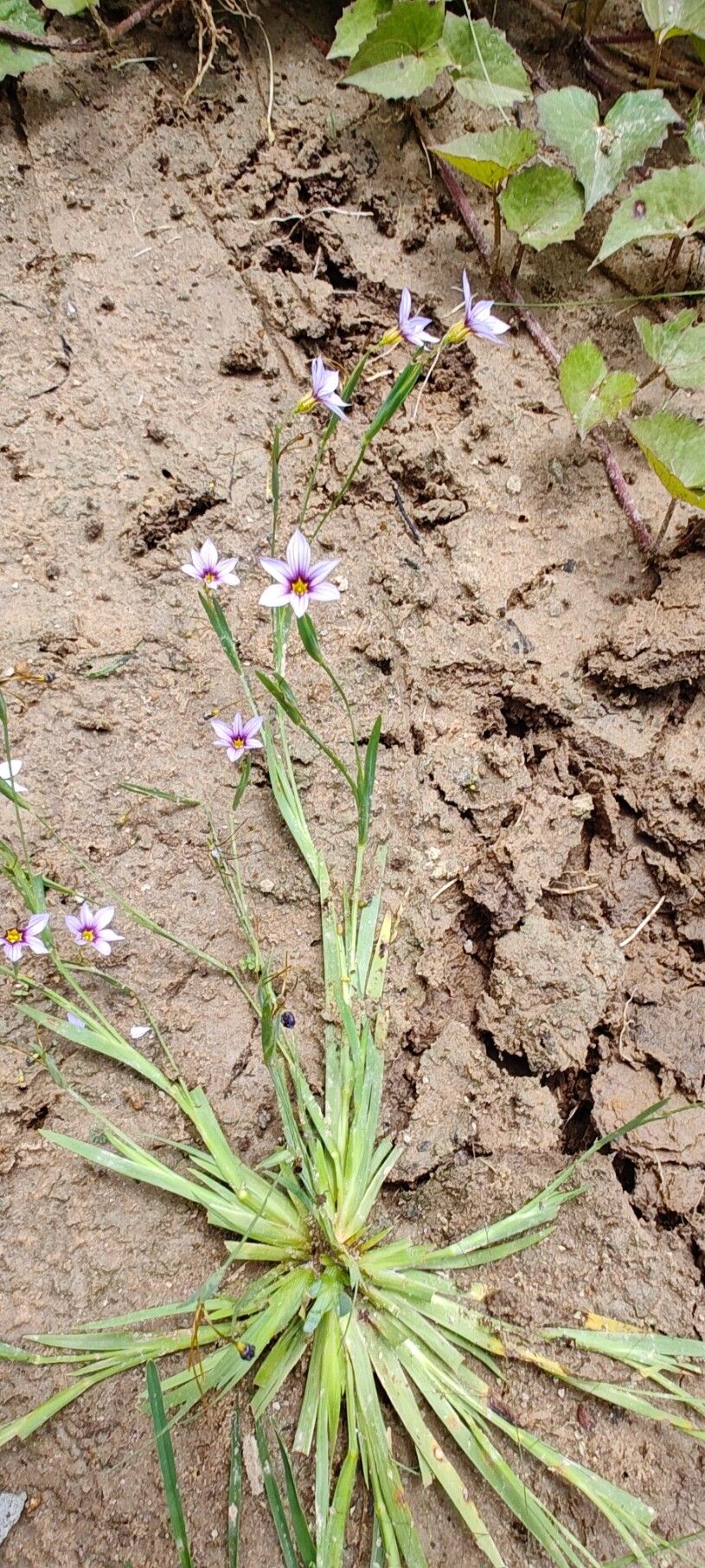 Sisyrinchium platense habit