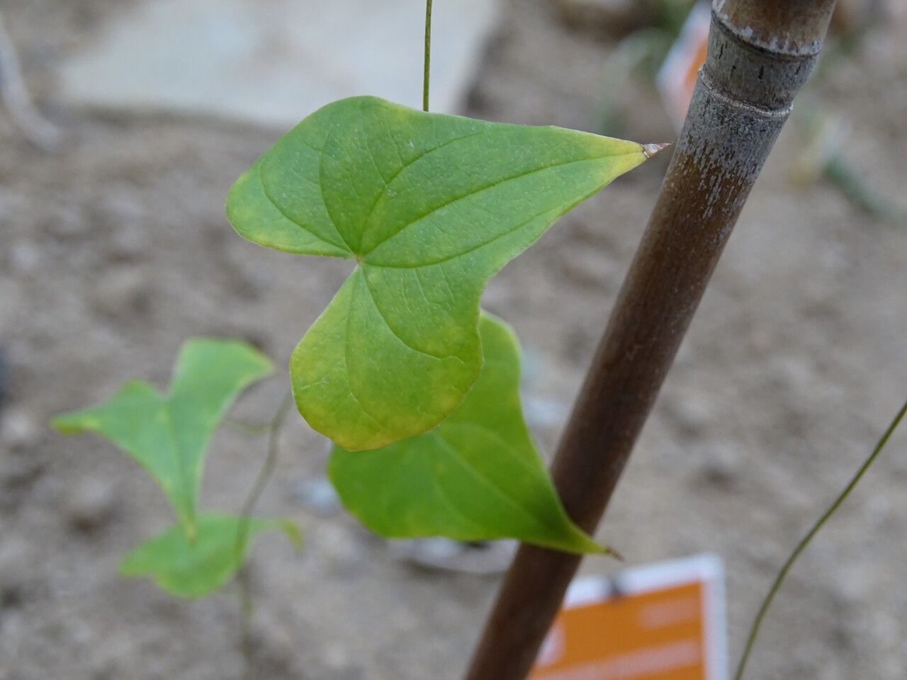 Dioscorea sylvatica — search result for 'Dioscorea'