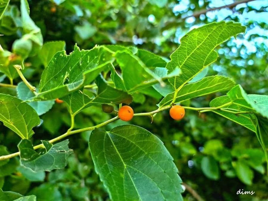 Celtis iguanaea fruit