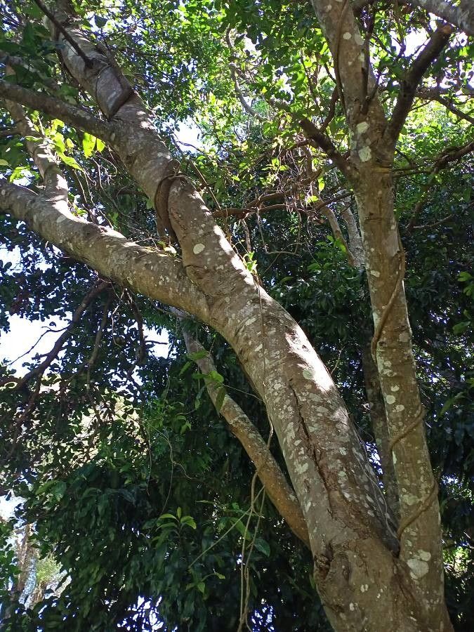 Xeroderris stuhlmannii — houseplant care guide